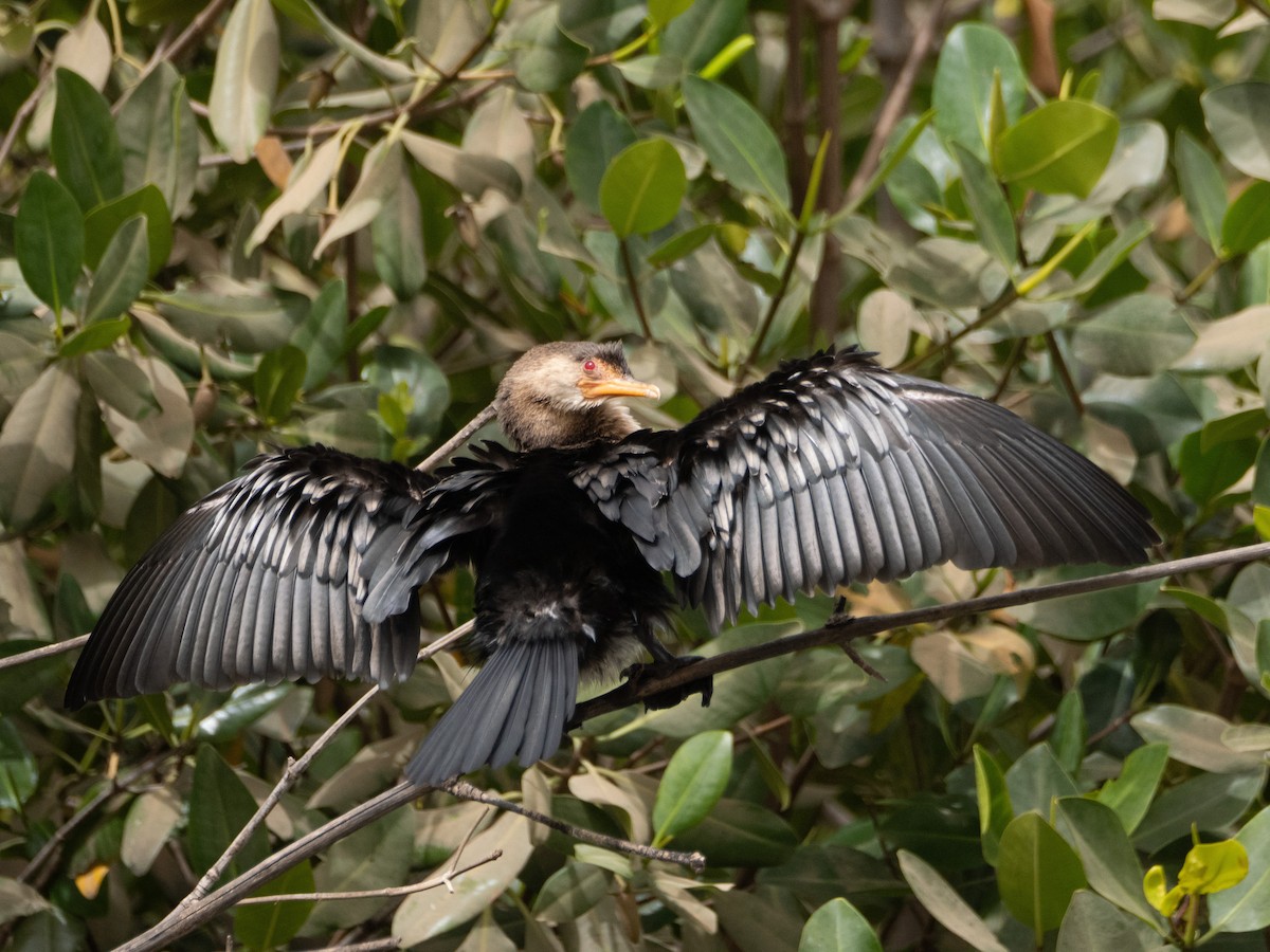 Long-tailed Cormorant - ML617314270