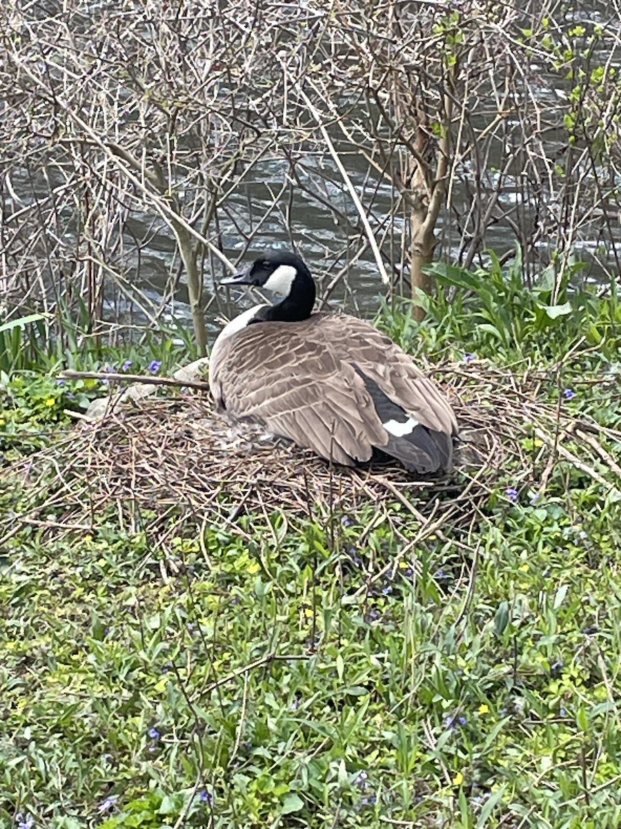 Canada Goose - ML617314280