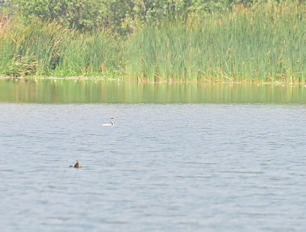 Clark's Grebe - Oscar Amaro