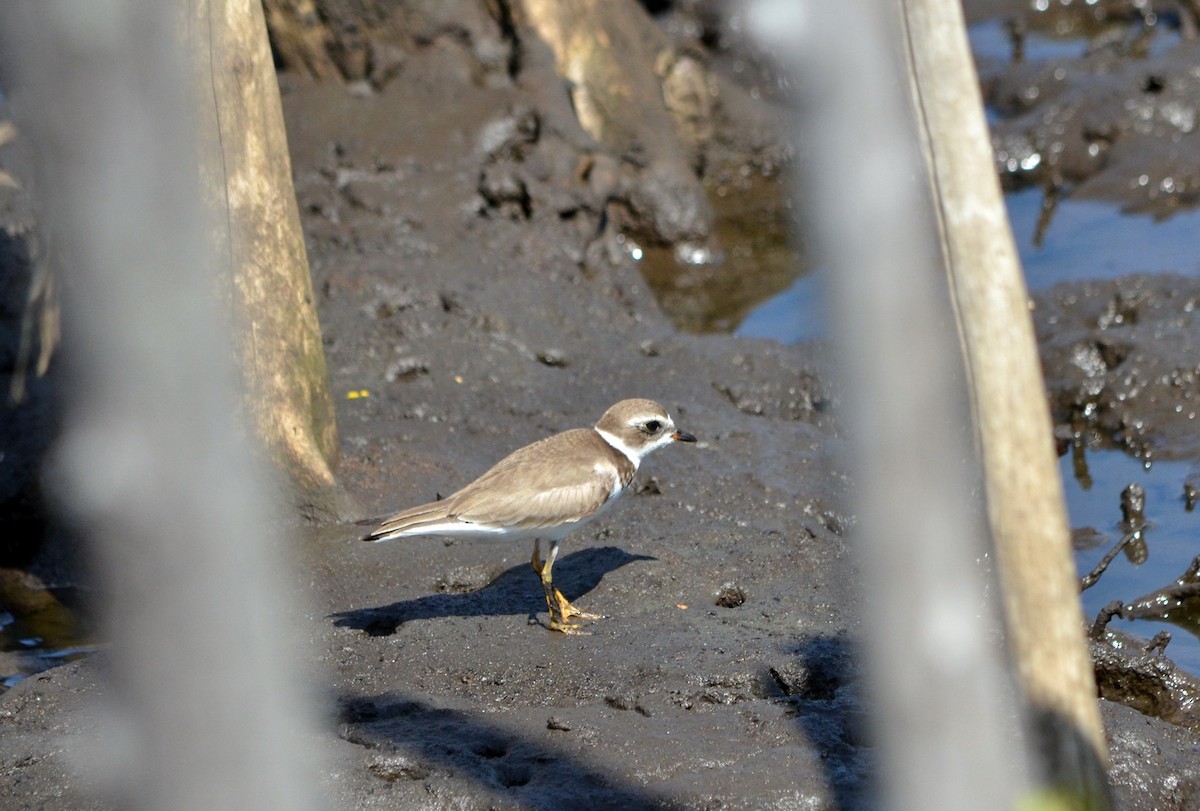 Semipalmated Plover - ML617314294