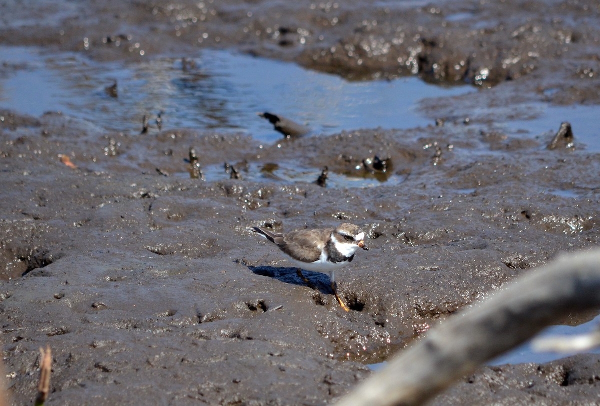 Semipalmated Plover - ML617314298