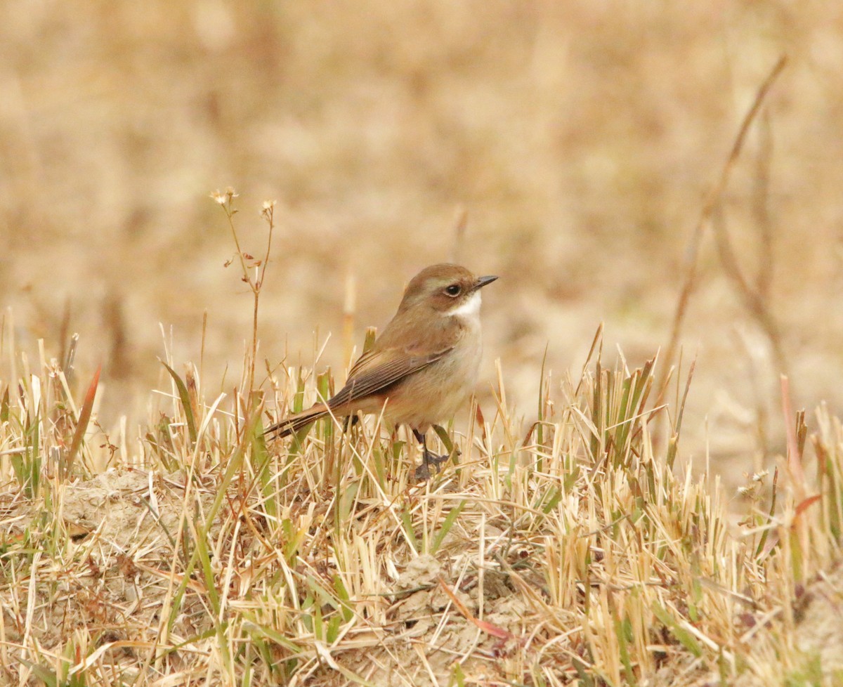 Gray Bushchat - Meruva Naga Rajesh