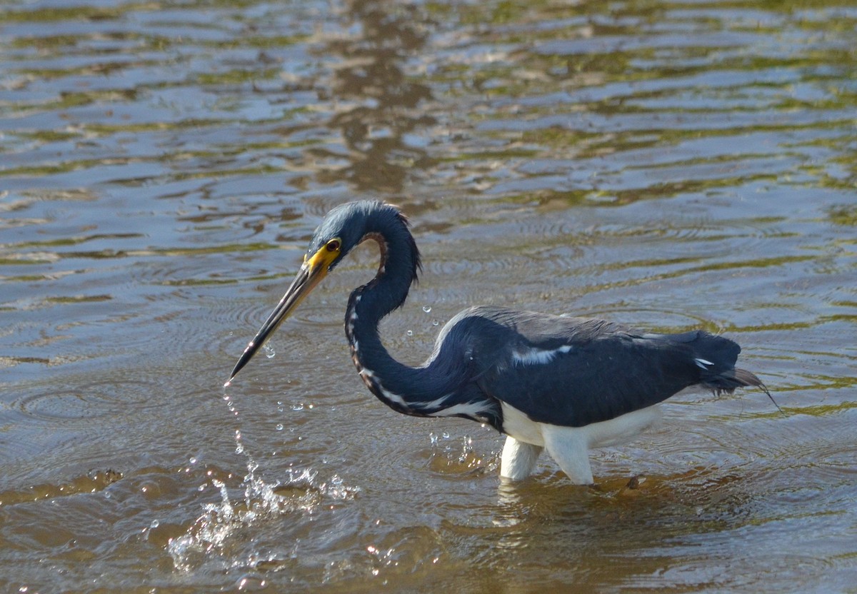 Tricolored Heron - Jean and Bob Hilscher