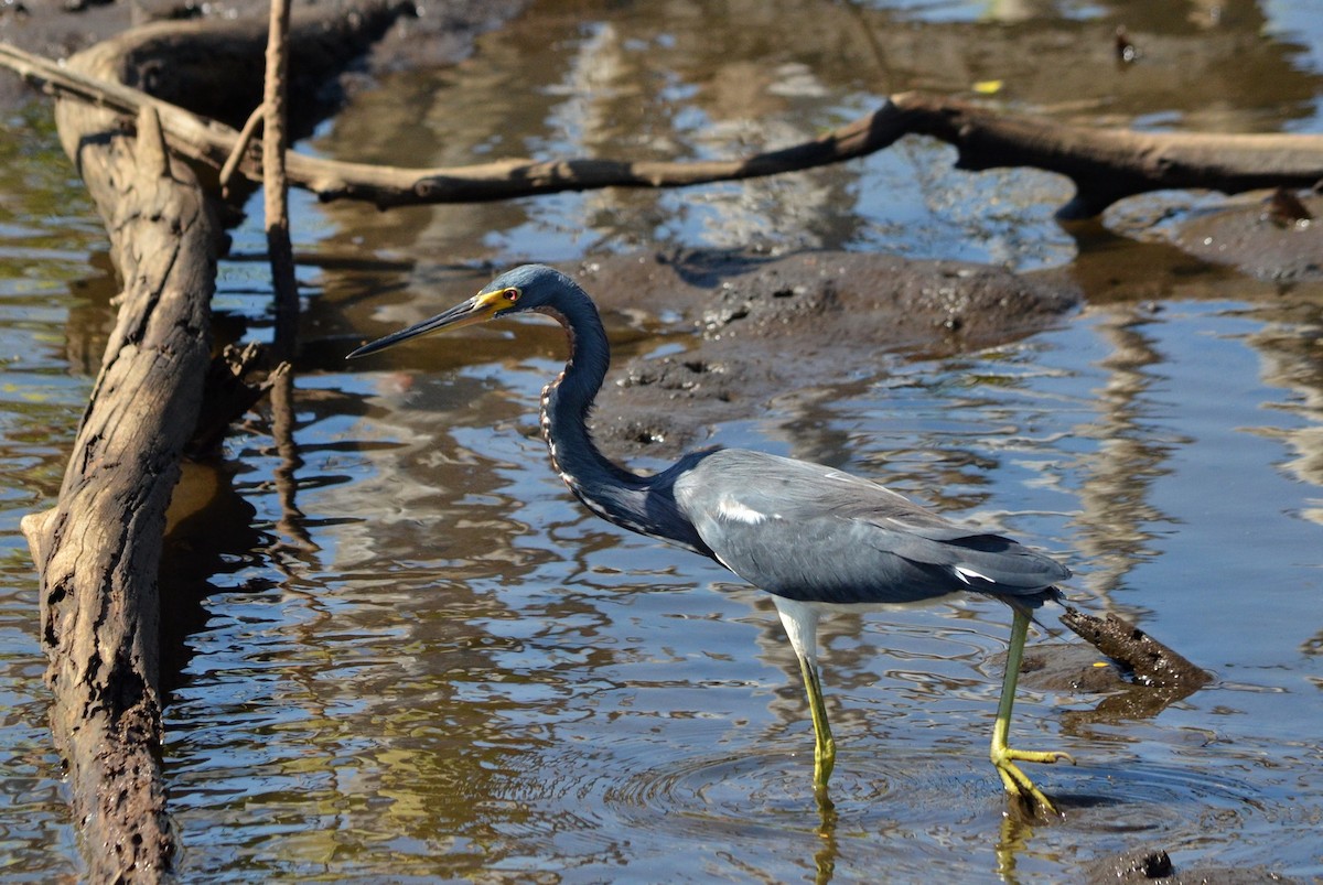 Tricolored Heron - Jean and Bob Hilscher