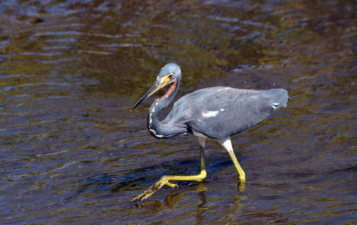 Tricolored Heron - ML617314339