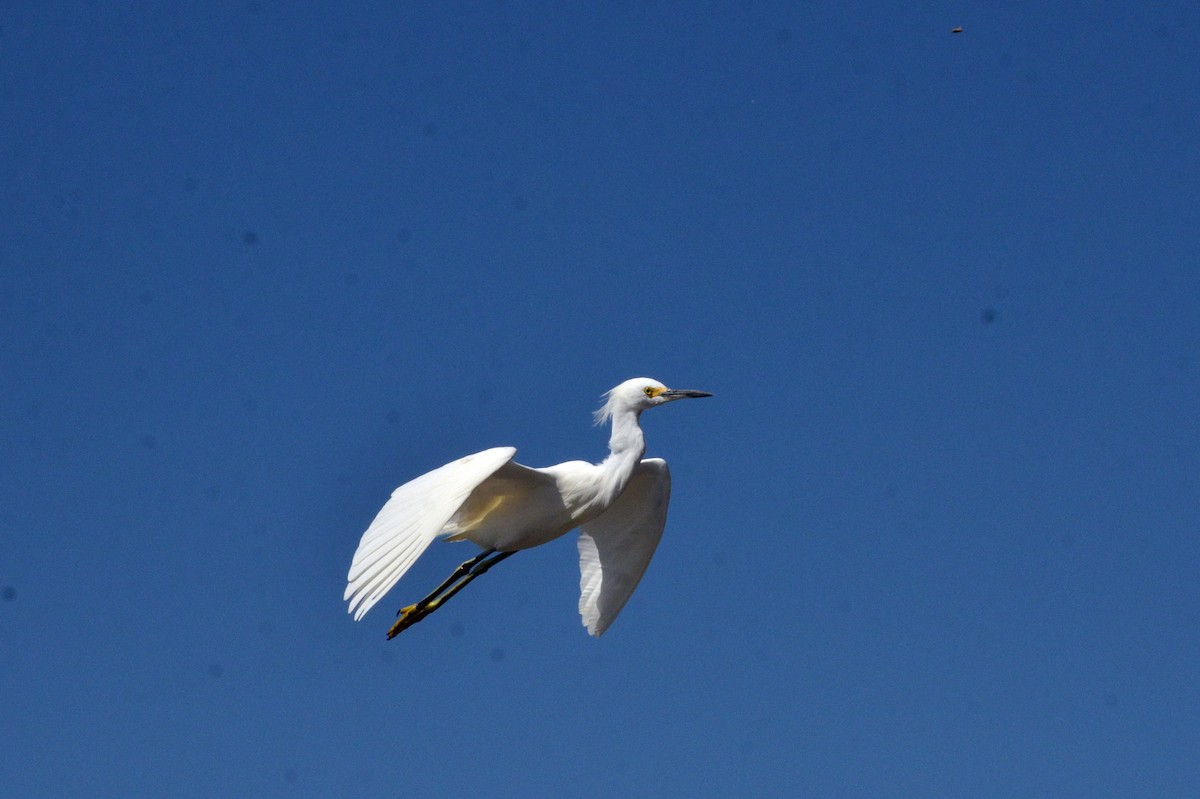 Snowy Egret - ML617314359