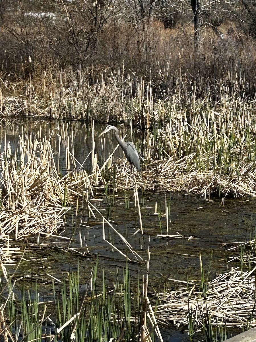 Great Blue Heron - ML617314372