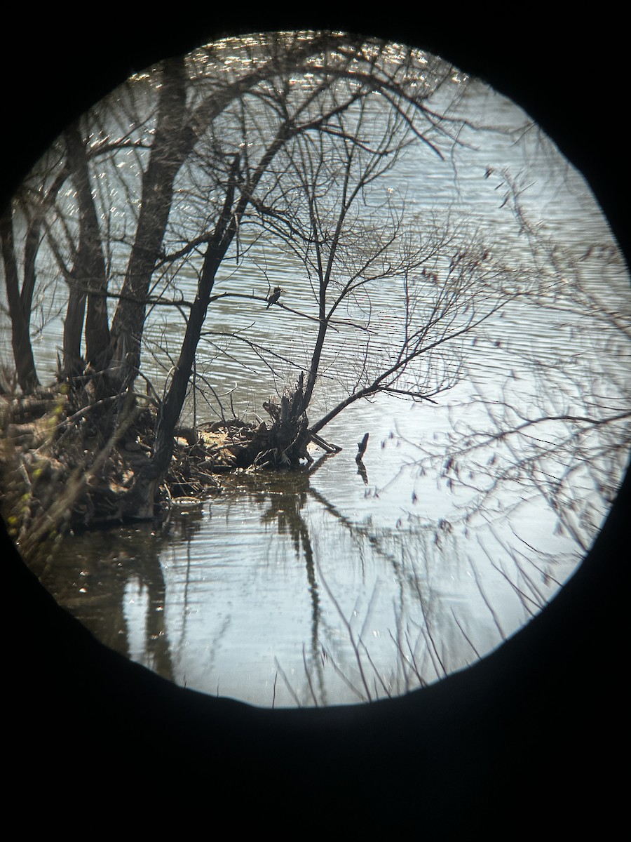 Belted Kingfisher - ML617314388