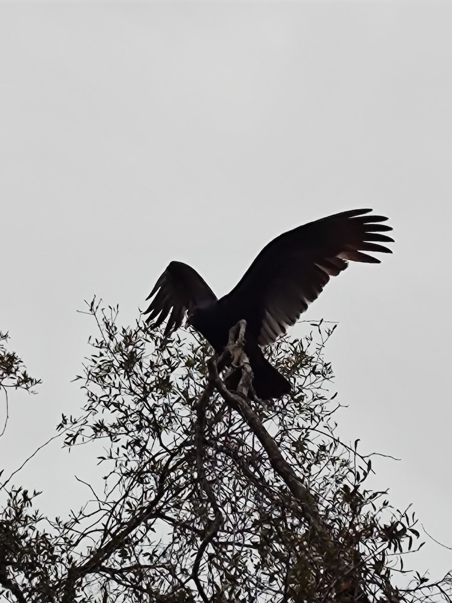 Turkey Vulture - Hannamae Cottrell