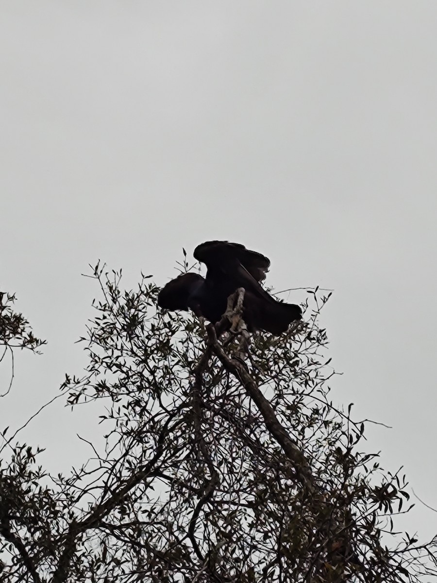 Turkey Vulture - Hannamae Cottrell