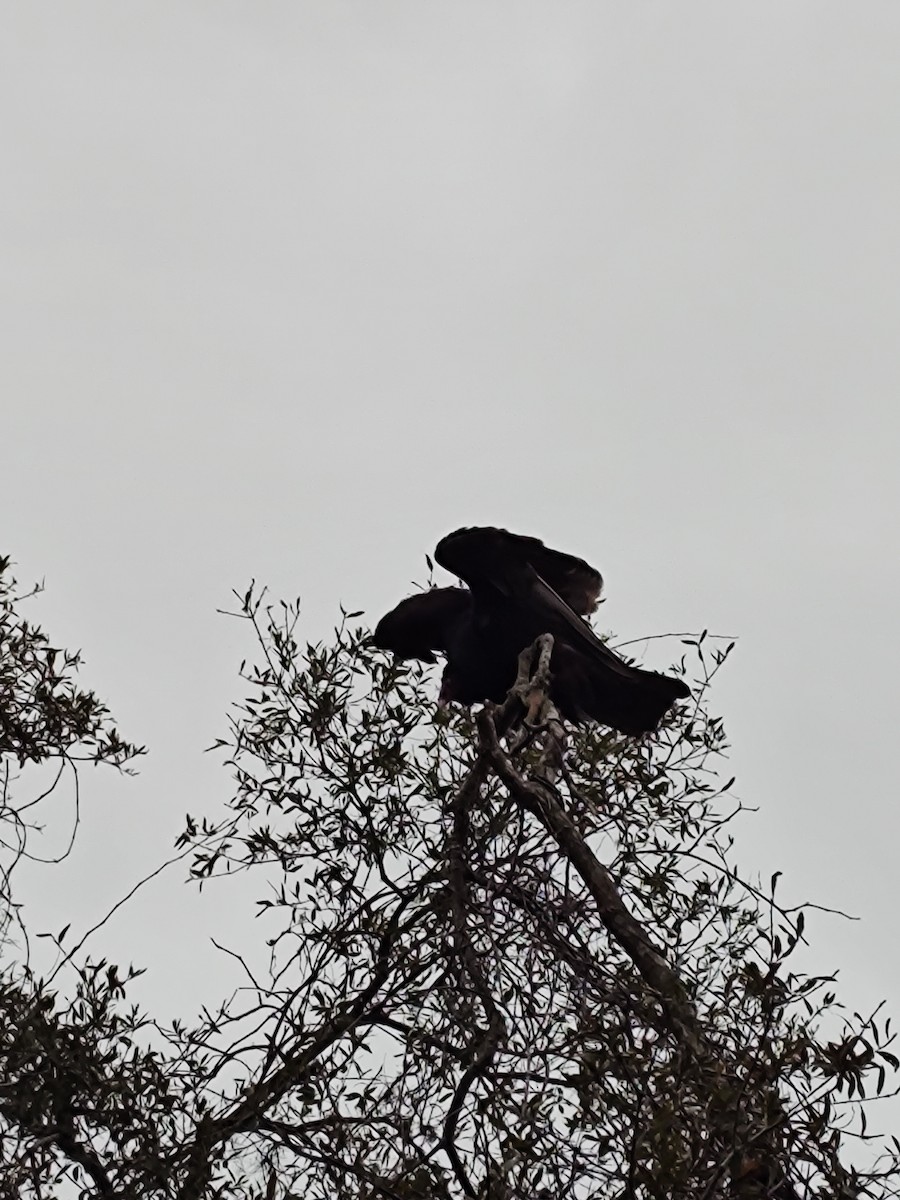 Turkey Vulture - ML617314405