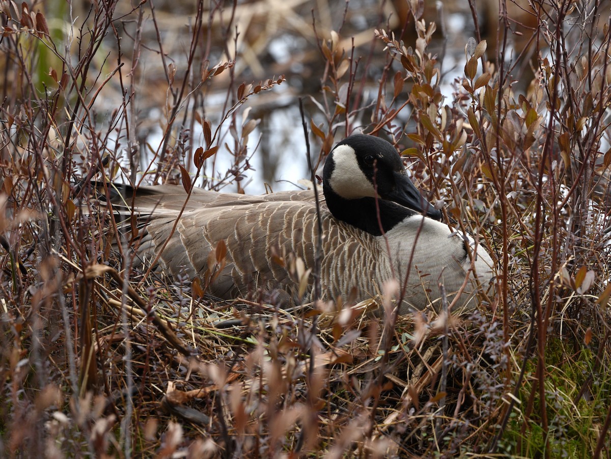 Canada Goose - ML617314408