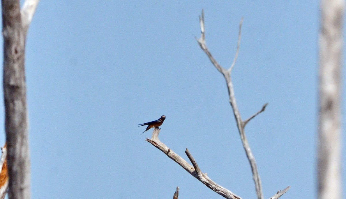 Barn Swallow - ML617314413