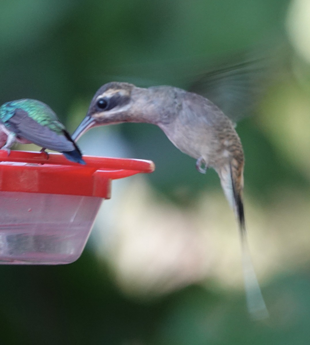 Long-billed Hermit - Judith White