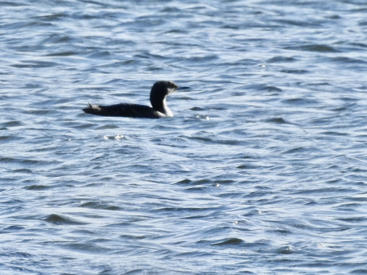 Pacific Loon - Betsy MacMillan