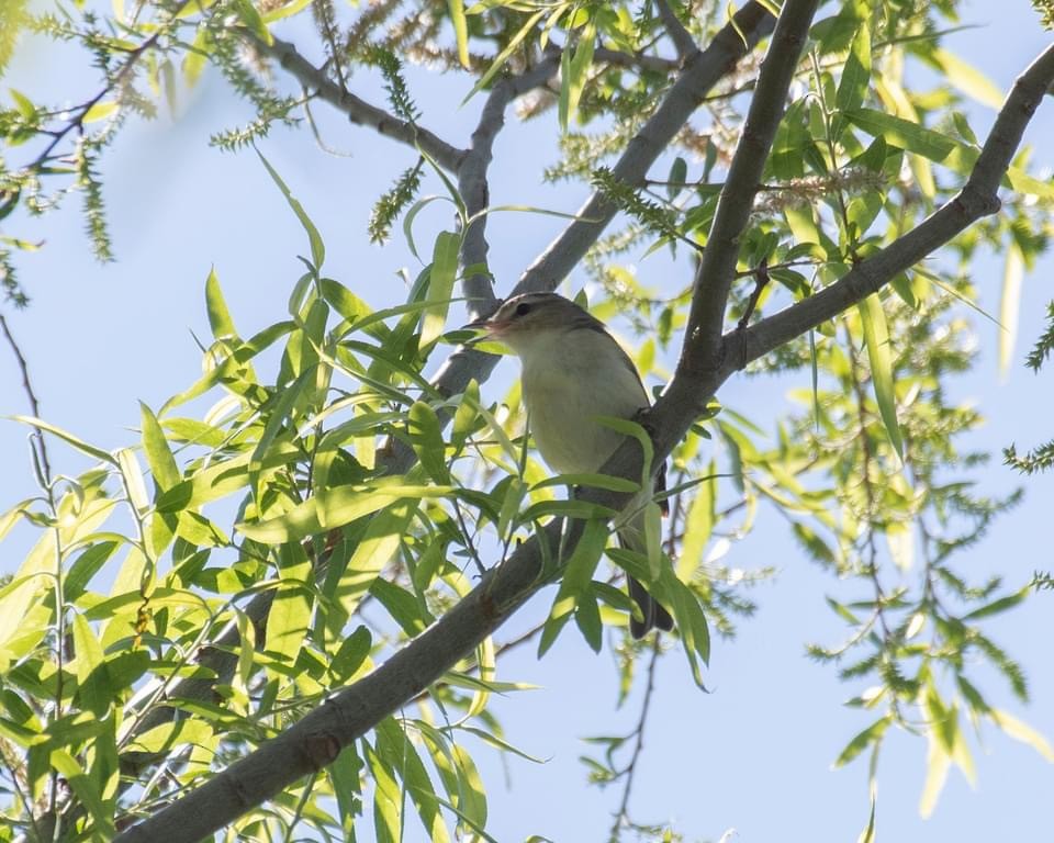 Warbling Vireo (Eastern) - ML617314487