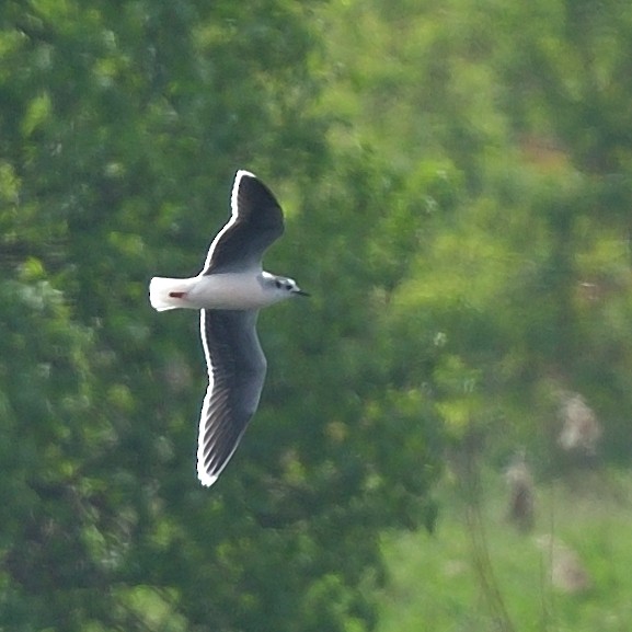 Little Gull - Krzysztof Czarnocki