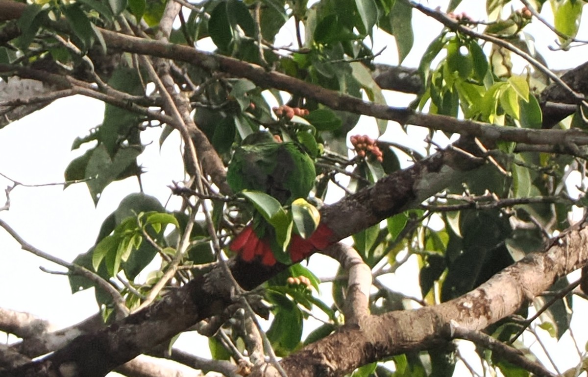 papoušík rudoocasý - ML617314524