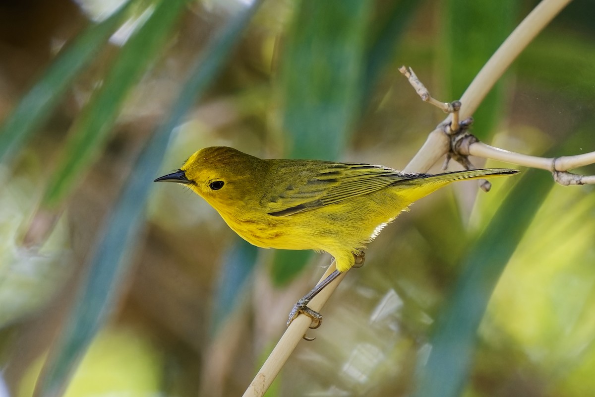 Yellow Warbler (Golden) - Holger Teichmann