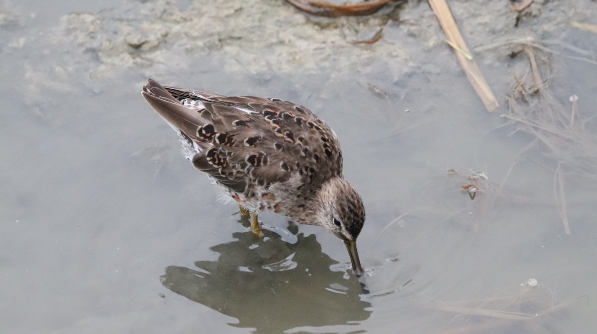 Short-billed Dowitcher - ML617314537