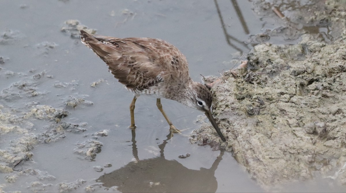 kortnebbekkasinsnipe - ML617314539