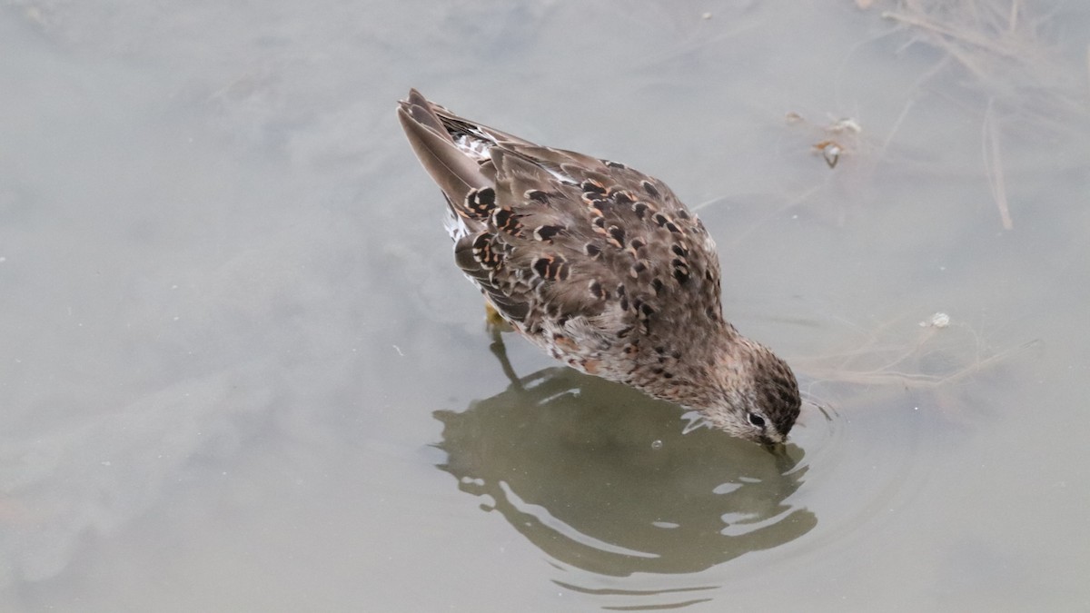 Short-billed Dowitcher - Daniel Bye