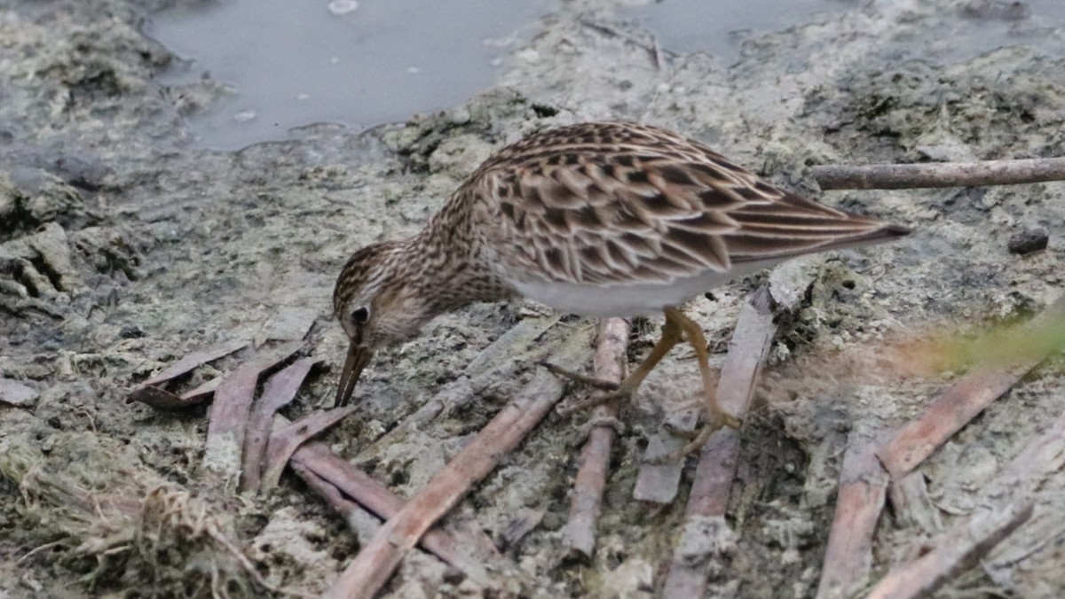 Pectoral Sandpiper - ML617314633