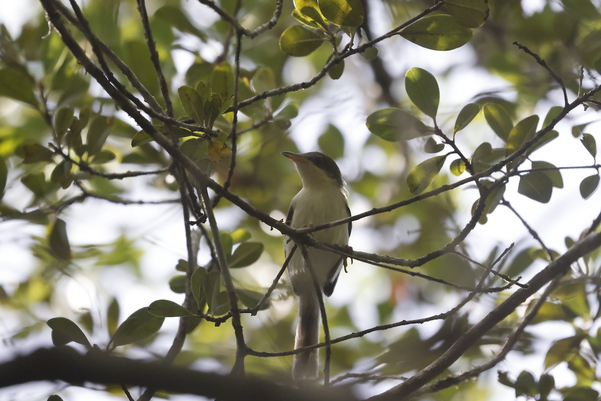 Black-headed Apalis - Mario Garcia