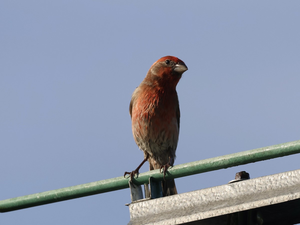 House Finch - Amy Bishop & Doug Booher