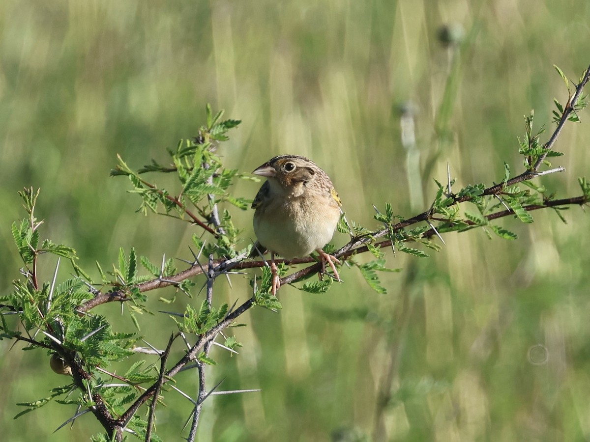 Grasshopper Sparrow - Amy Bishop & Doug Booher