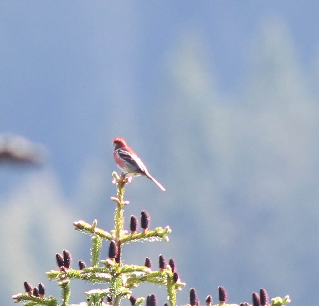 Three-banded Rosefinch - ML61731471