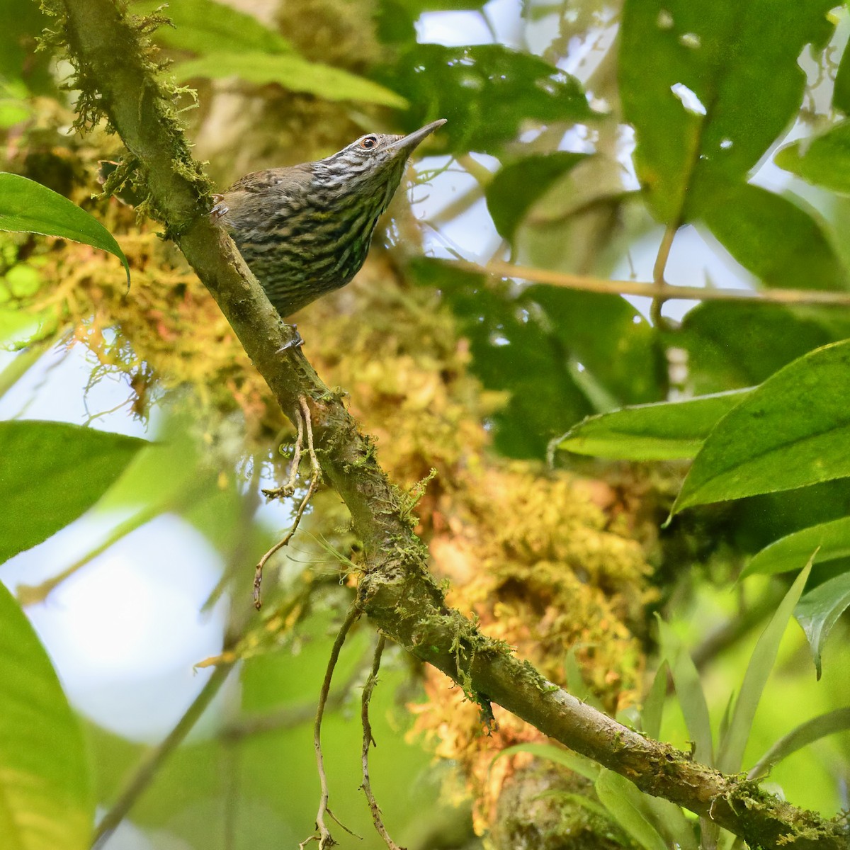 Stripe-breasted Wren - ML617314782