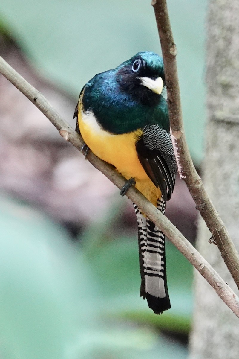 Northern Black-throated Trogon - Judith White