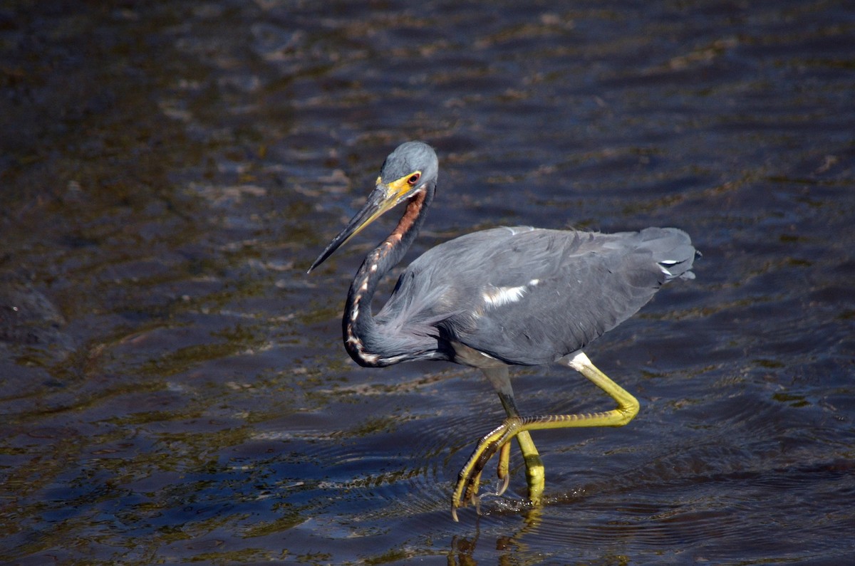 Tricolored Heron - Jean and Bob Hilscher