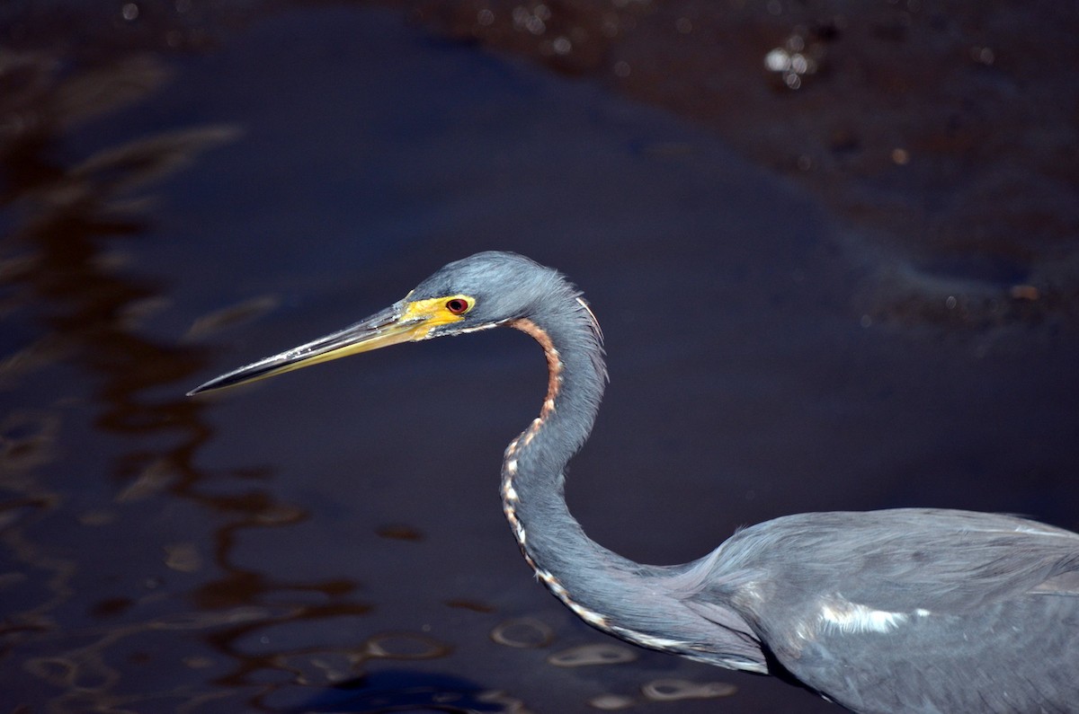 Tricolored Heron - ML617314855