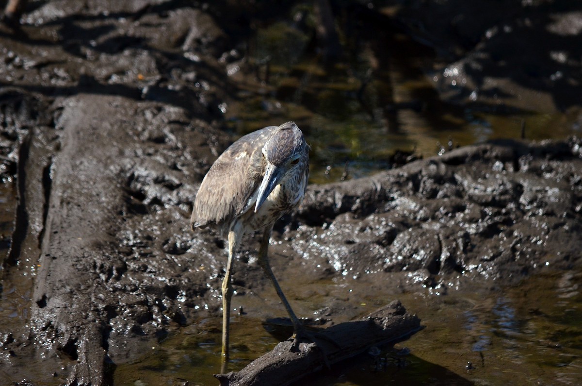 Yellow-crowned Night Heron - ML617314872