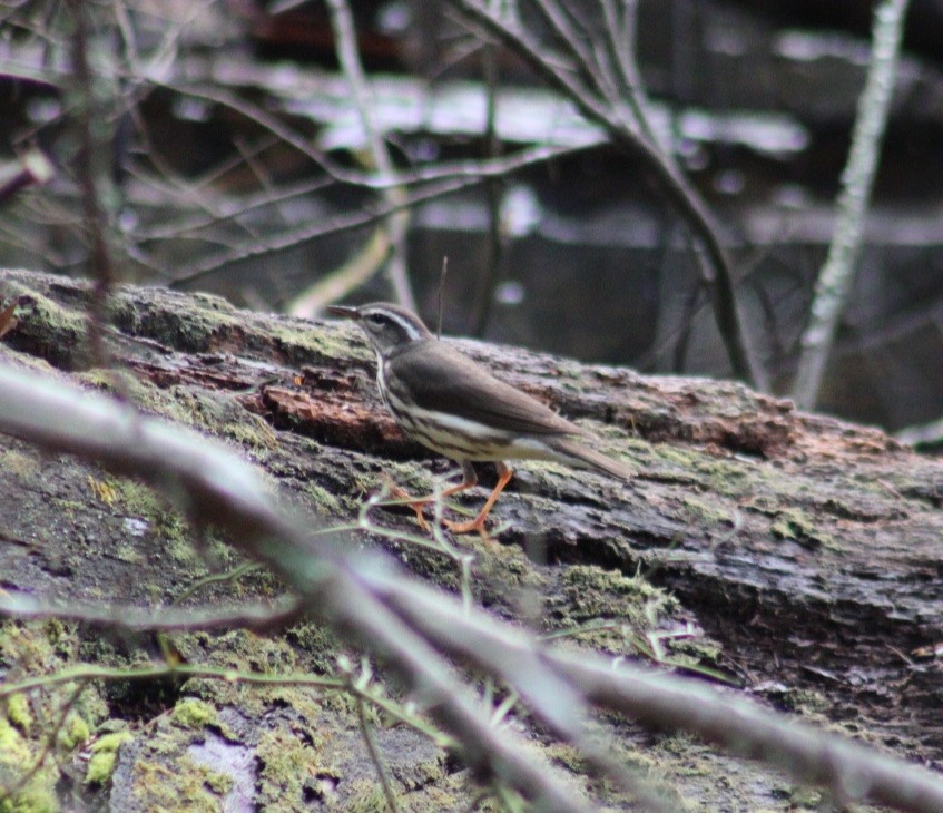 Louisiana Waterthrush - ML617314873