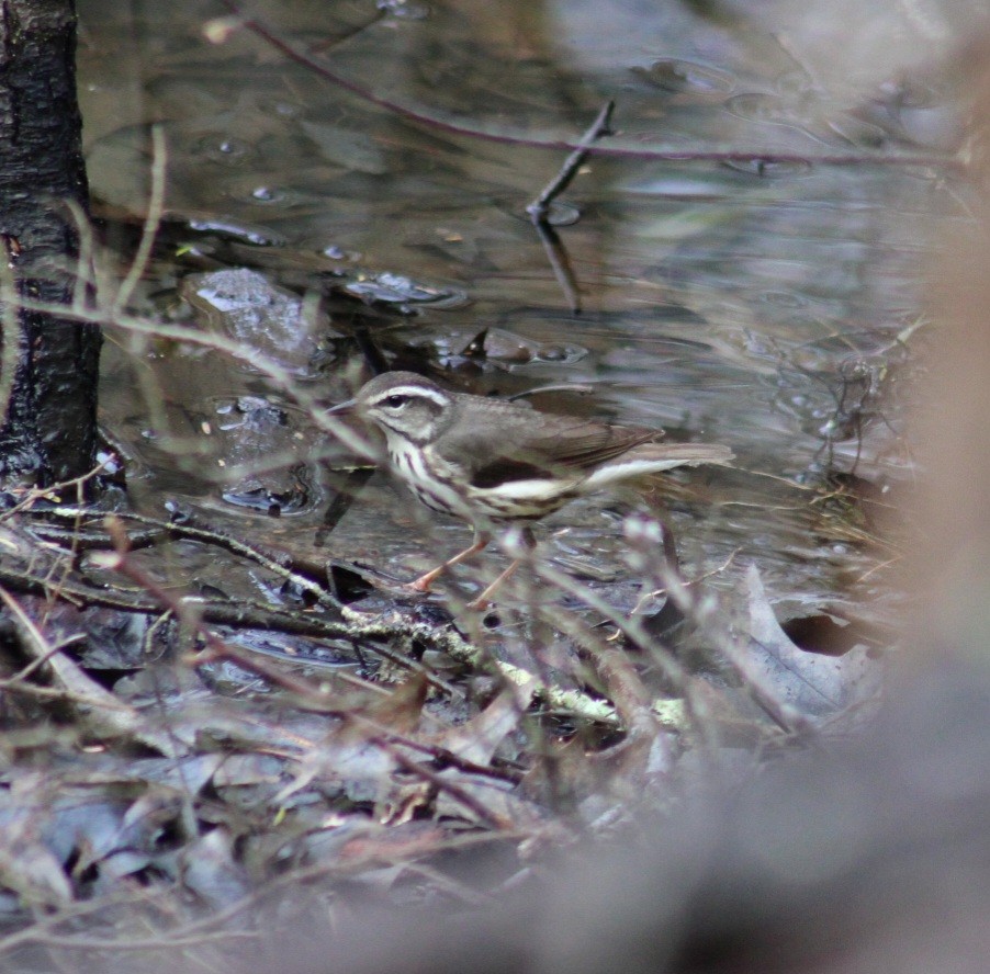 Louisiana Waterthrush - ML617314874