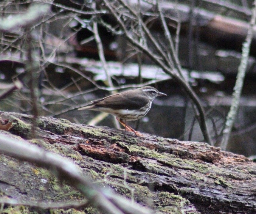 Louisiana Waterthrush - ML617314875