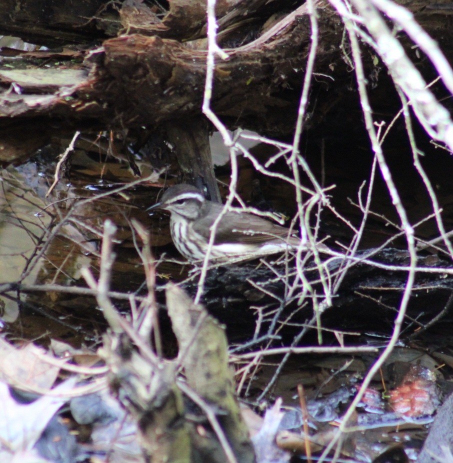 Louisiana Waterthrush - Tyler Ekholm