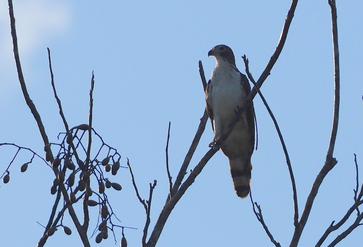 Gray-headed Kite - Simon RB Thompson