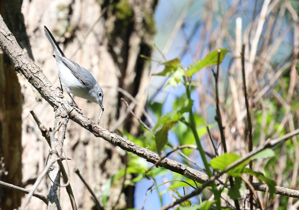 Blue-gray Gnatcatcher - ML617314942