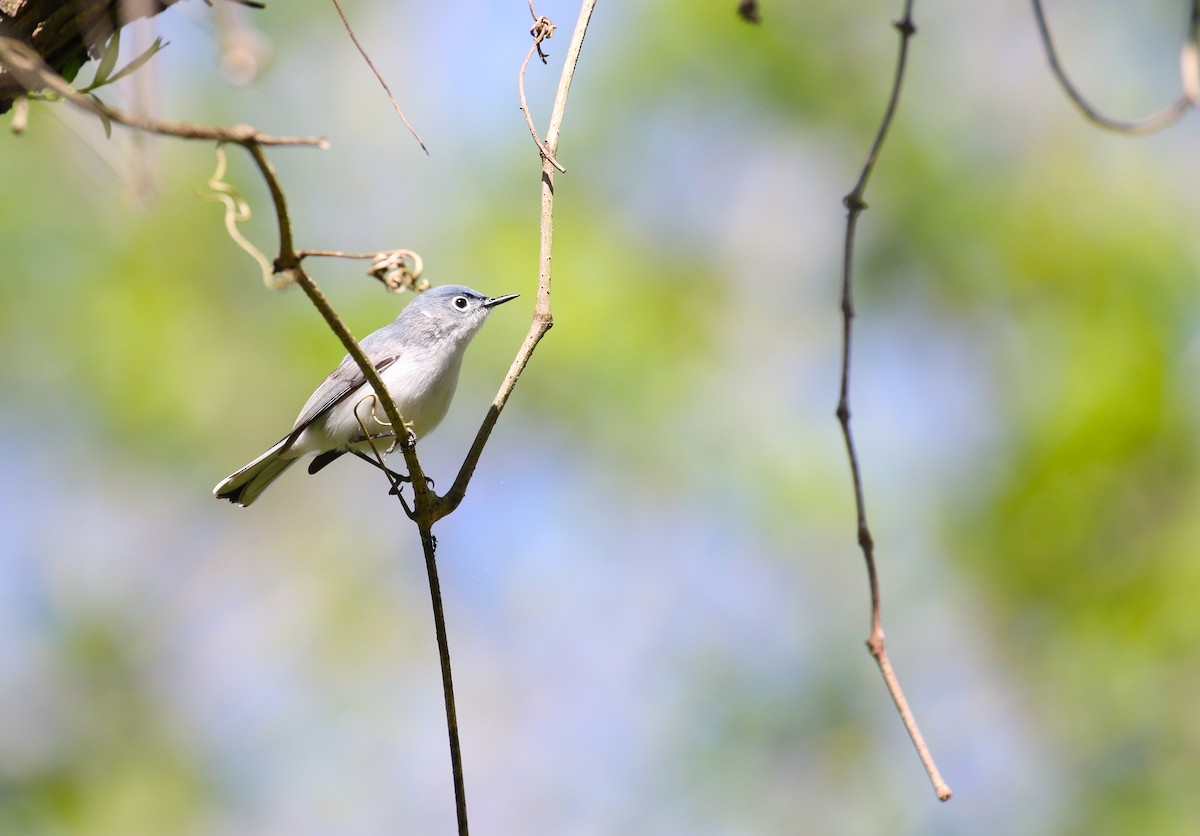 Blue-gray Gnatcatcher - ML617314943