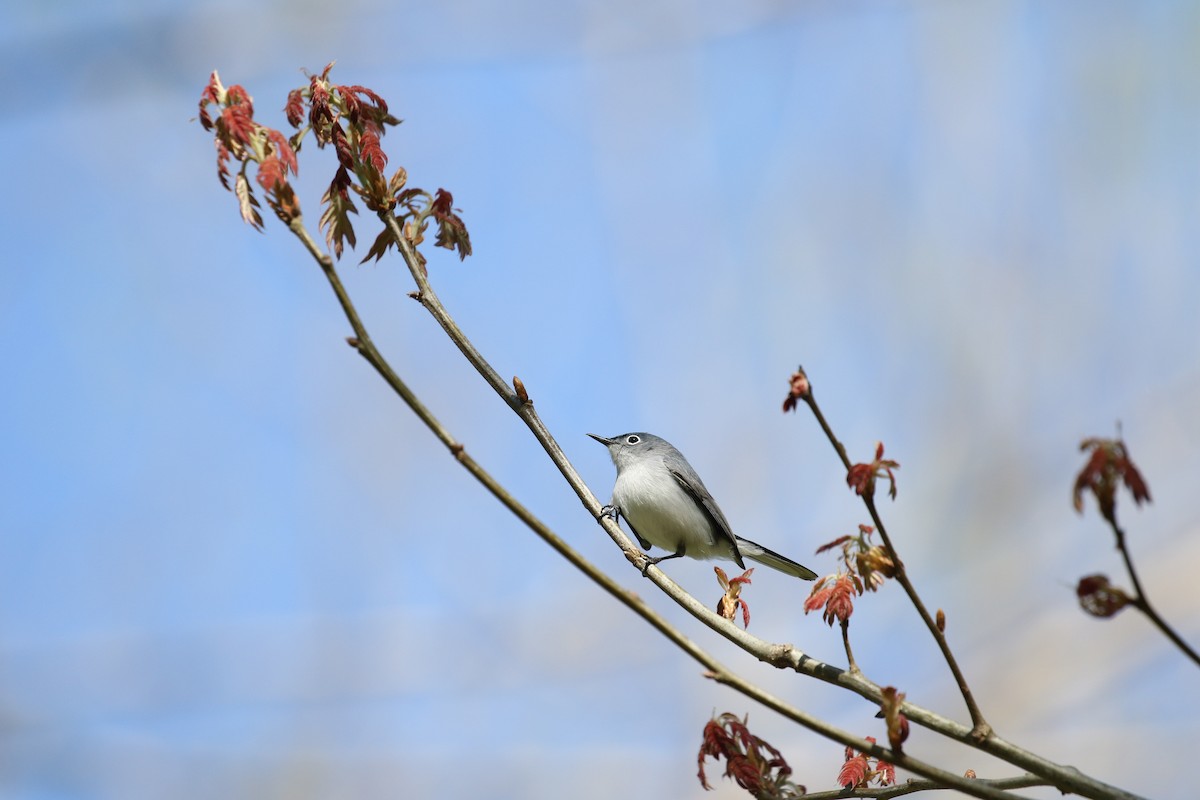 Blue-gray Gnatcatcher - ML617314944