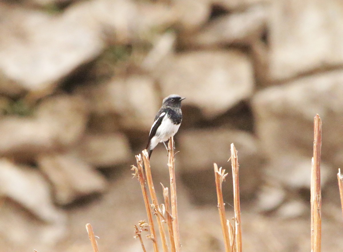 Blue-capped Redstart - Meruva Naga Rajesh