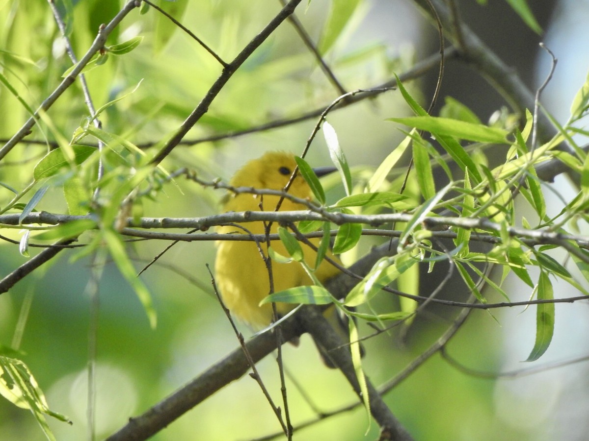Prothonotary Warbler - ML617315045