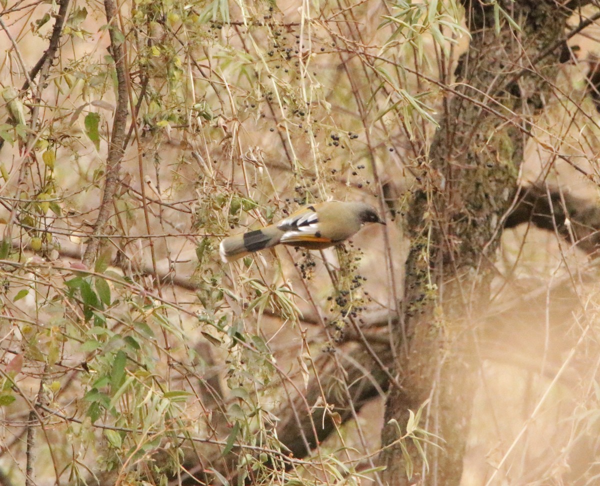 Variegated Laughingthrush - Meruva Naga Rajesh