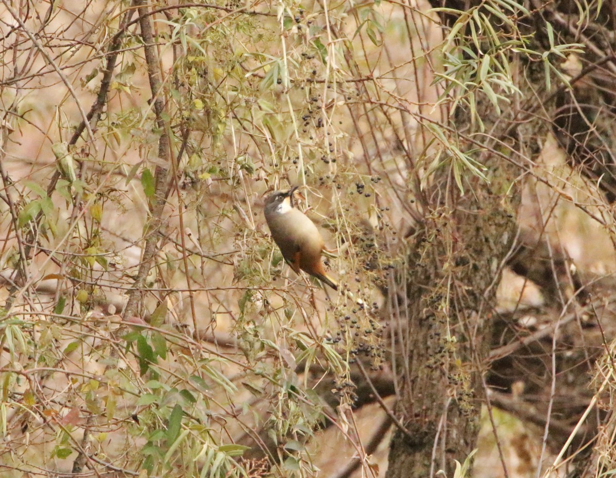 Variegated Laughingthrush - Meruva Naga Rajesh