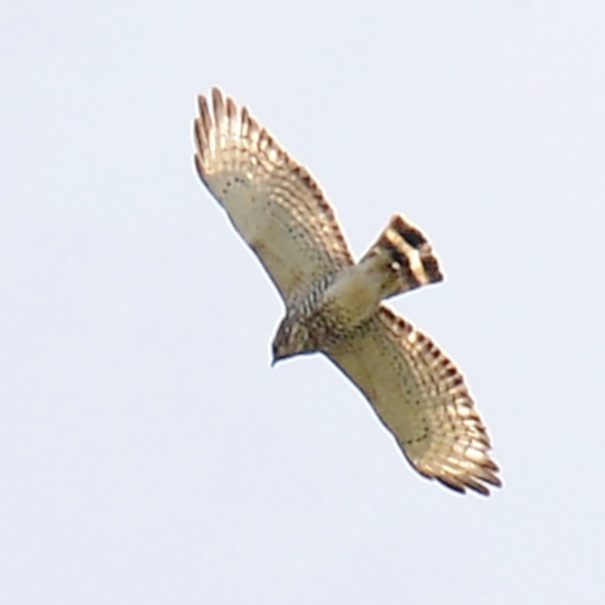 Broad-winged Hawk - ML617315140