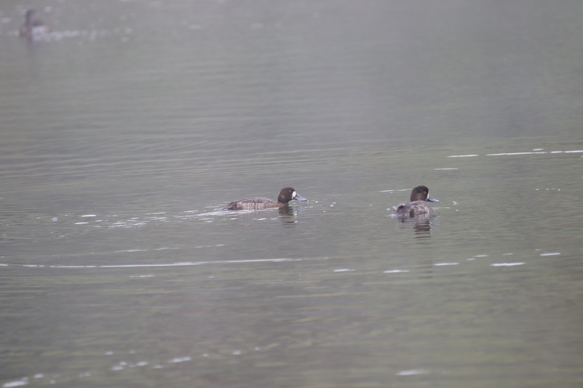Greater Scaup - ML617315187